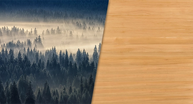 epicéa, bois du Canada sauna vapeur sense Zyke
