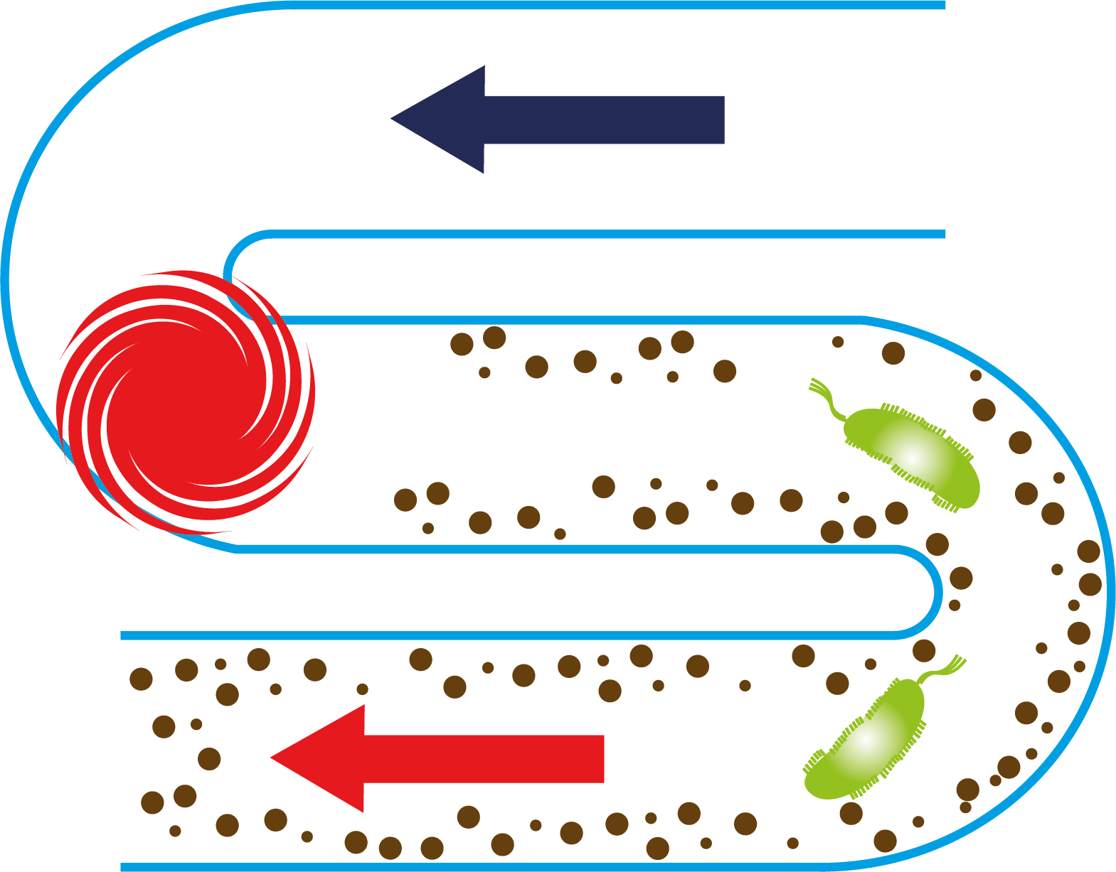 Schéma de développement de biofilm dans les canalisations