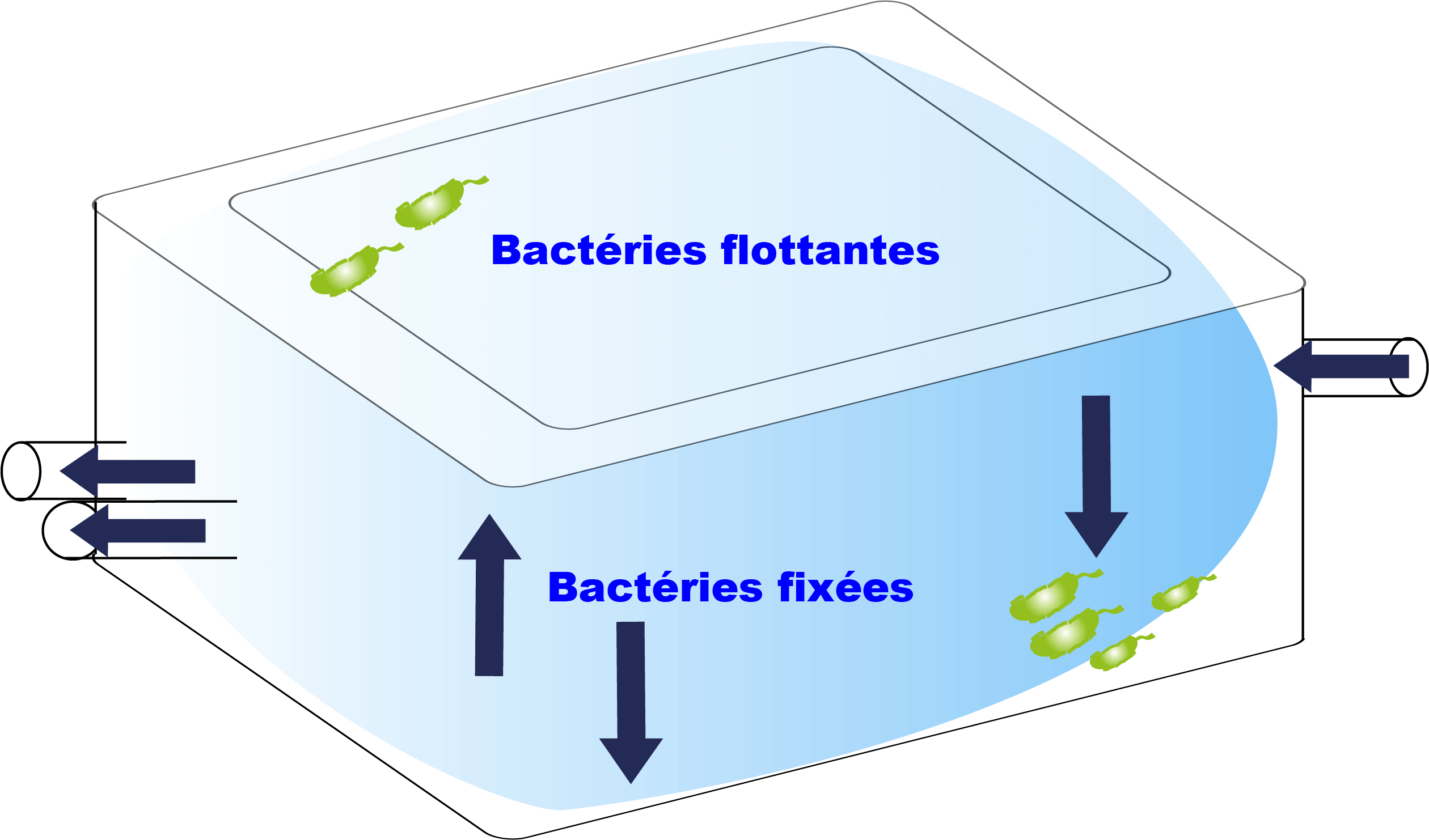 Schéma de la répartition du biofilm dans le spa